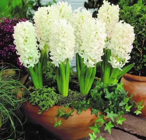 Rules and terms for forcing hyacinths by March 8