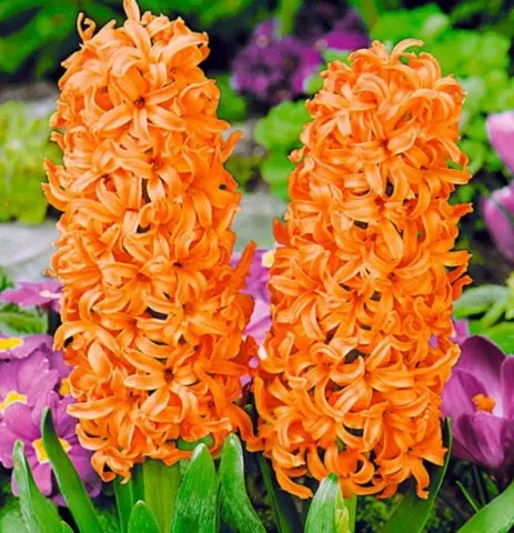 Rules and terms for forcing hyacinths by March 8