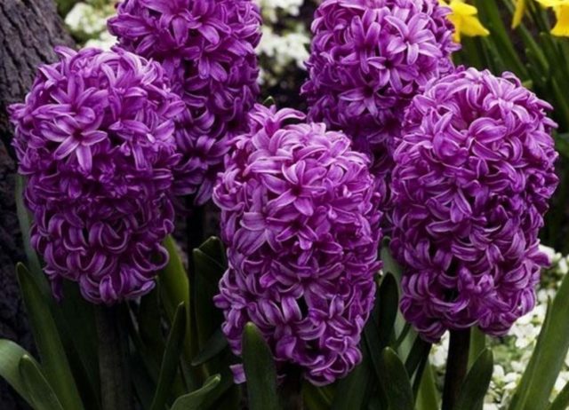 Rules and terms for forcing hyacinths by March 8