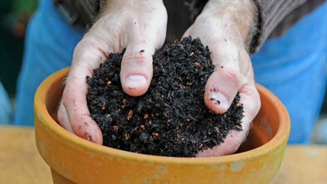 Rules and terms for forcing hyacinths by March 8