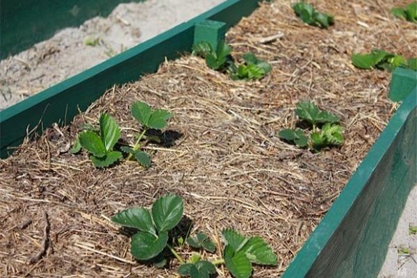 Rules for autumn care after harvesting strawberries