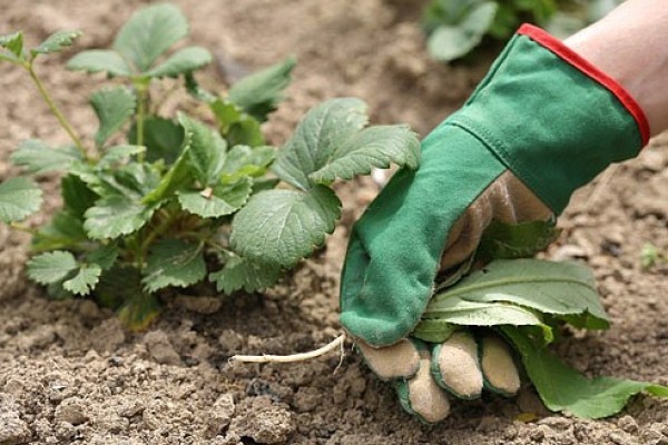 Rules for autumn care after harvesting strawberries