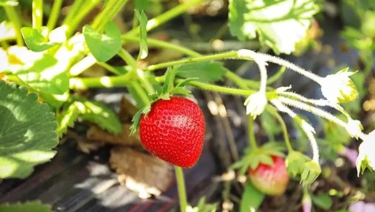 Rules for autumn care after harvesting strawberries