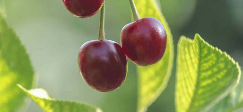 Rules for feeding cherries in the fall: preparing a tree for winter