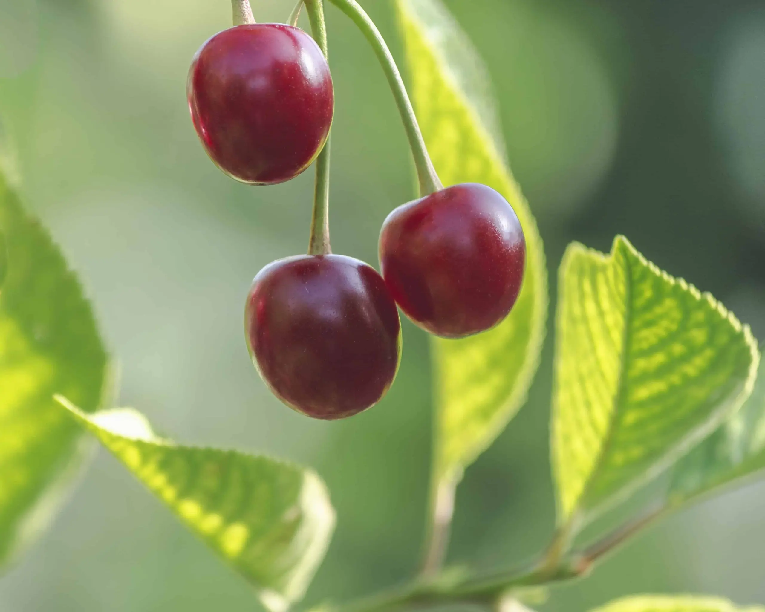 Rules for feeding cherries in the fall: preparing a tree for winter