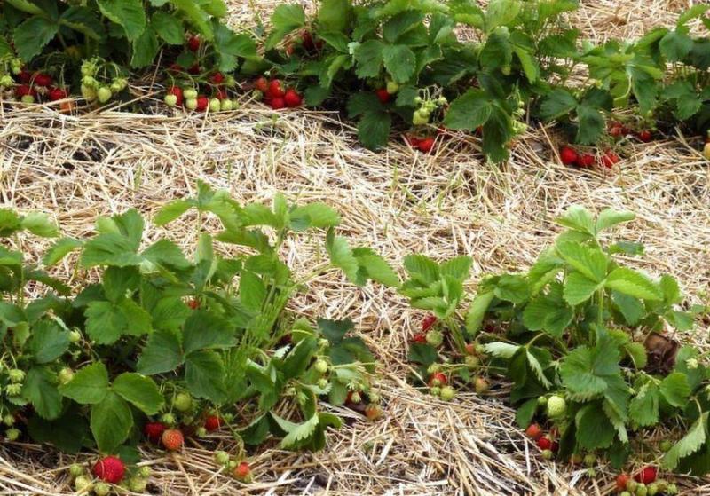 Rules for feeding strawberries in the spring with a video