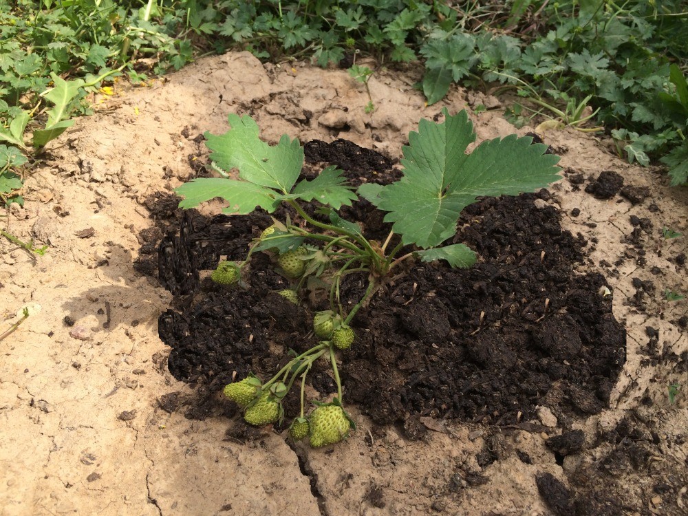 Rules for feeding strawberries in the spring with a video