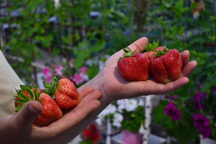 Rules for feeding strawberries in the spring with a video