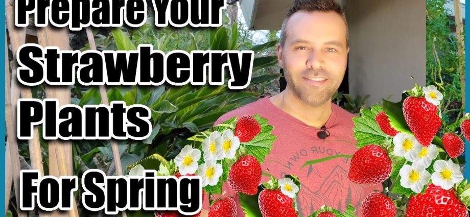 Rules for feeding strawberries in the spring with a video