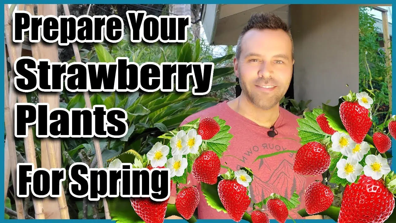 Rules for feeding strawberries in the spring with a video