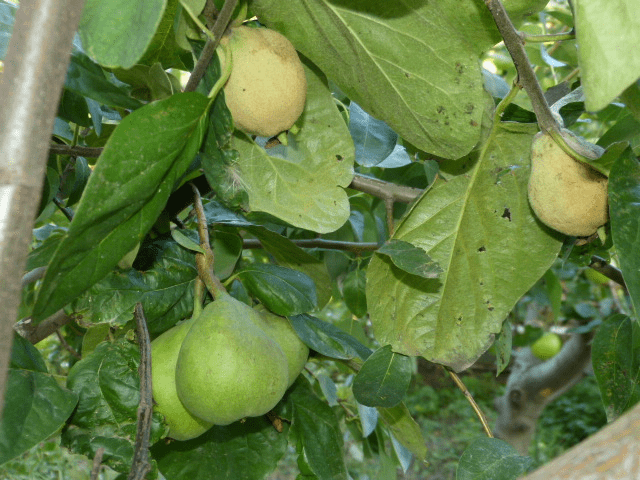 Rules for grafting pear on other trees and varieties