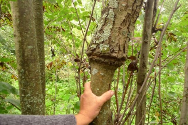 Rules for grafting pear on other trees and varieties