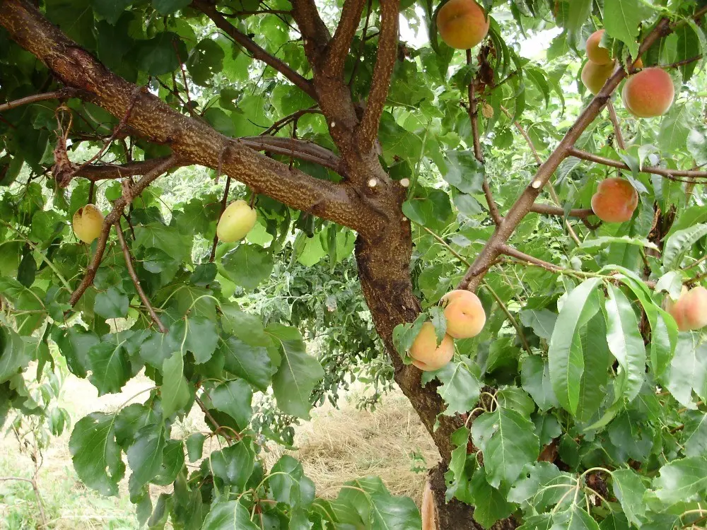 Rules for grafting pear on other trees and varieties