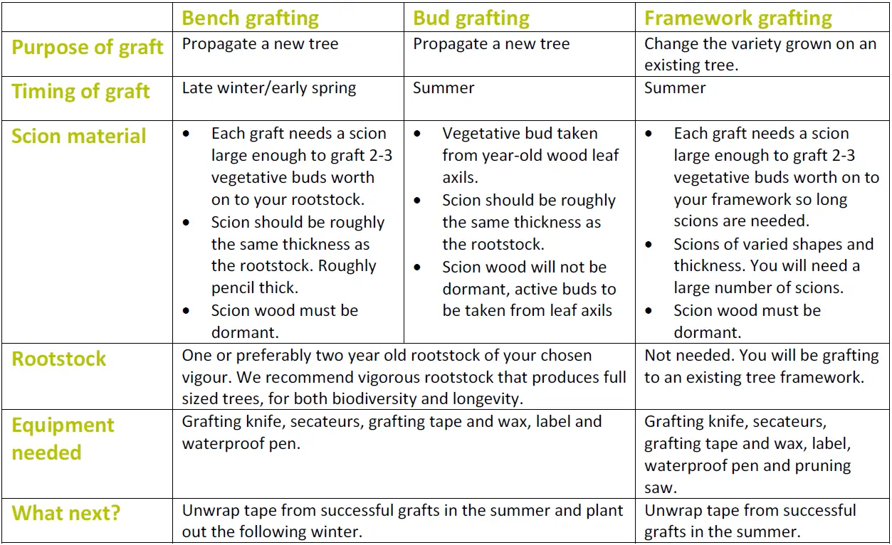 Rules for grafting pear on other trees and varieties