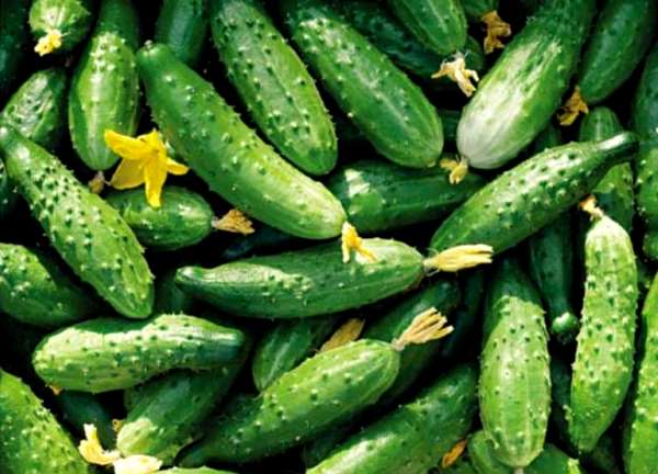 Rules for growing cucumbers at home