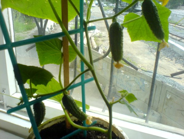 Rules for growing cucumbers at home