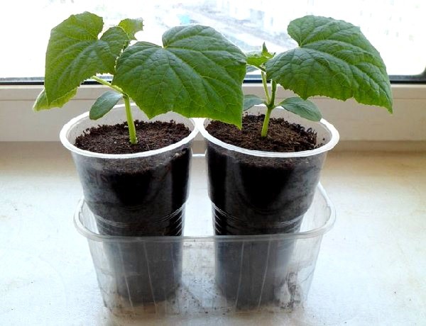 Rules for growing cucumbers at home