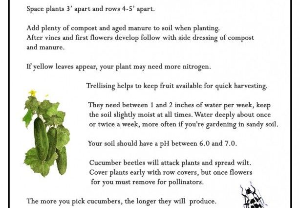 Rules for growing cucumbers at home