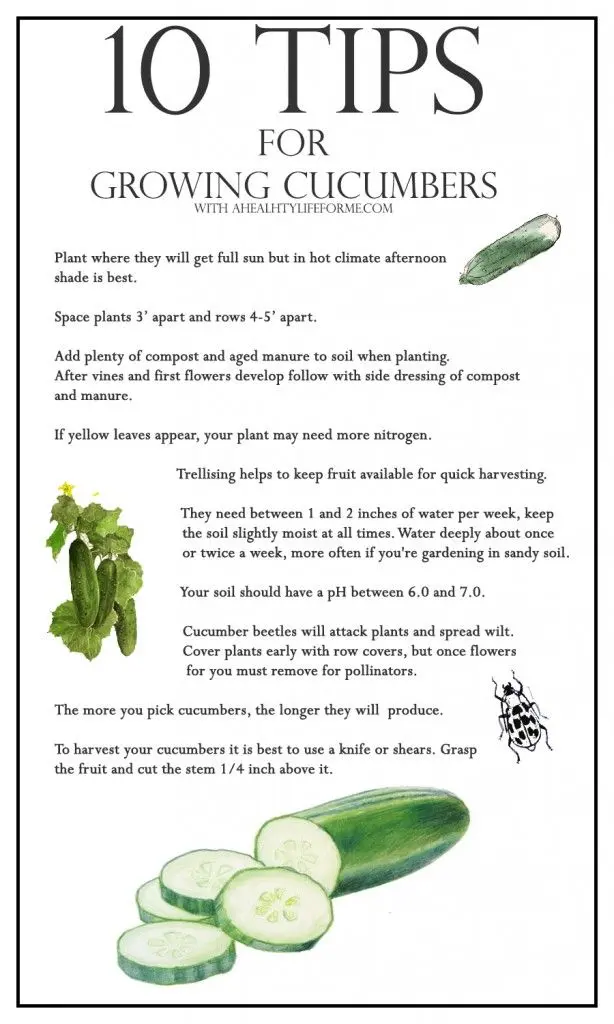 Rules for growing cucumbers at home