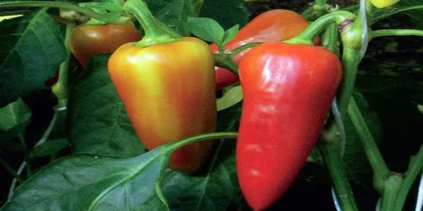 Rules for growing sweet peppers, variety selection