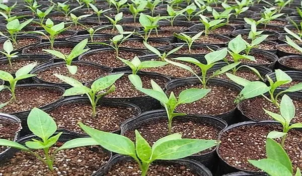 Rules for growing sweet peppers, variety selection