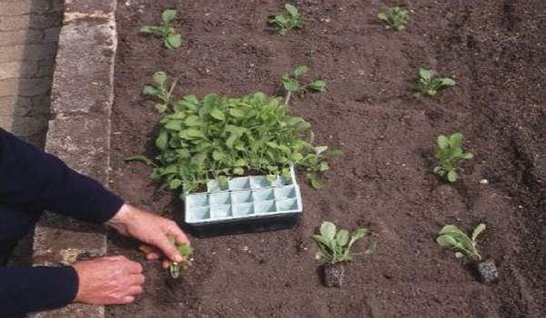 Rules for growing sweet peppers, variety selection