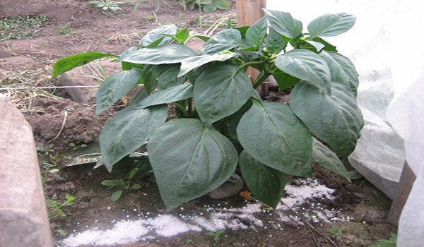 Rules for growing sweet peppers, variety selection