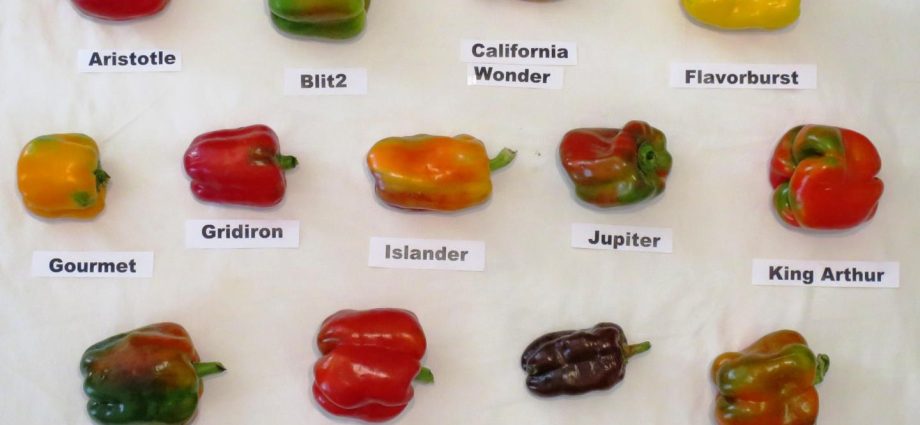 Rules for growing sweet peppers, variety selection