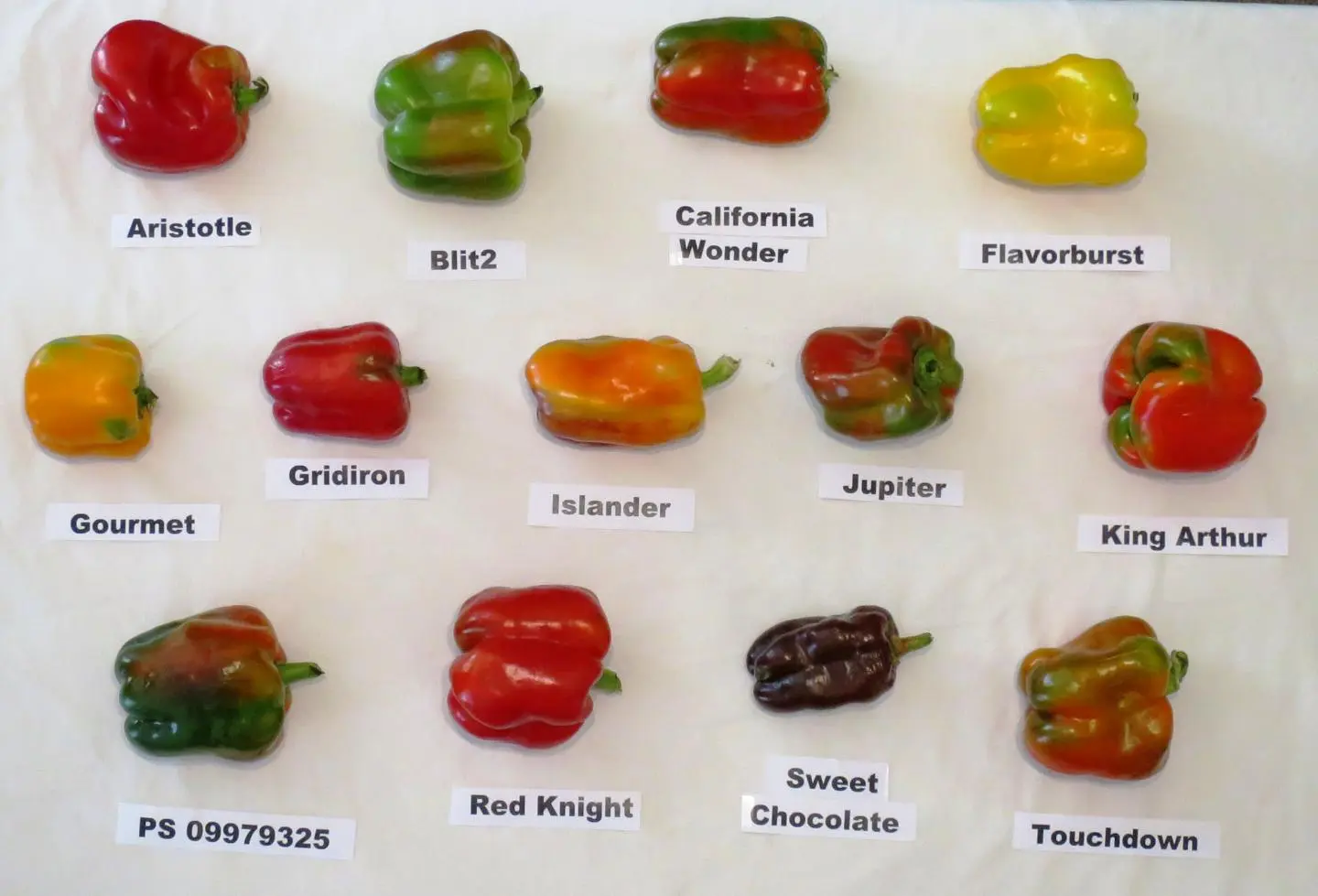 Rules for growing sweet peppers, variety selection