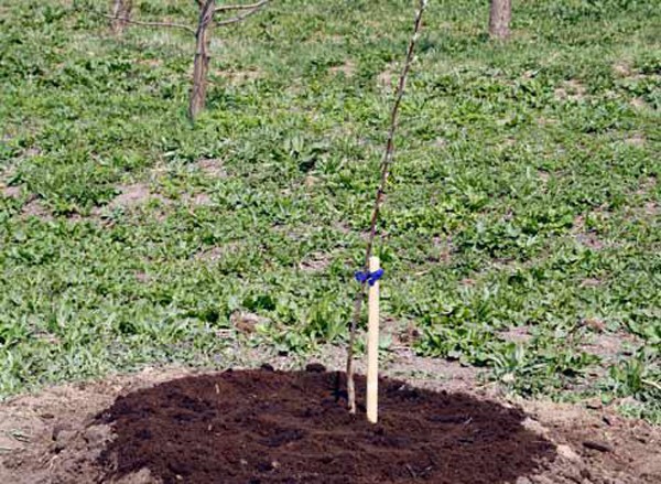 Rules for planting and caring for cherries: step by step recommendations