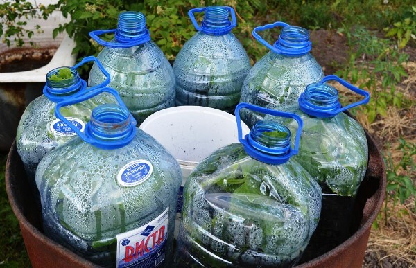 Rules for planting cucumbers in plastic bottles