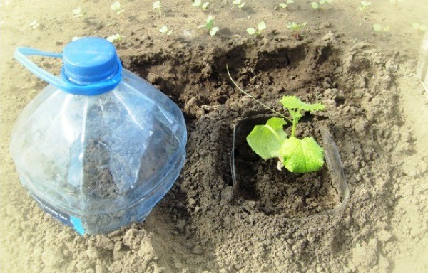 Rules for planting cucumbers in plastic bottles