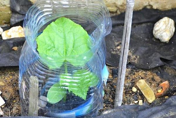 Rules for planting cucumbers in plastic bottles