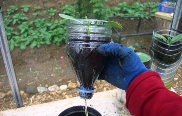 Rules for planting cucumbers in plastic bottles