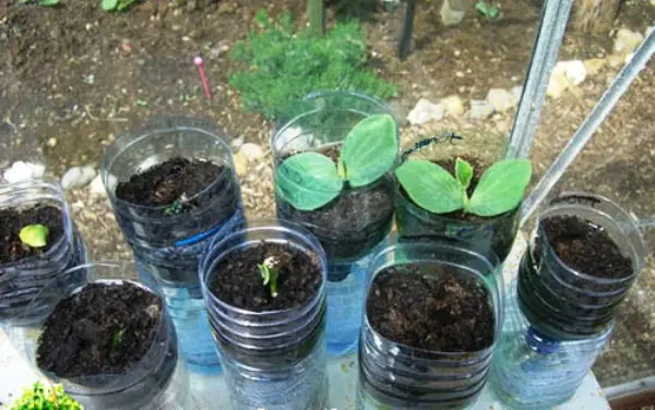 Rules for planting cucumbers in plastic bottles