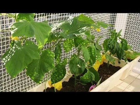 Rules for planting cucumbers in plastic bottles