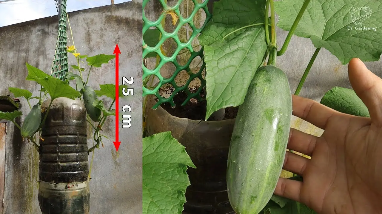 Rules for planting cucumbers in plastic bottles