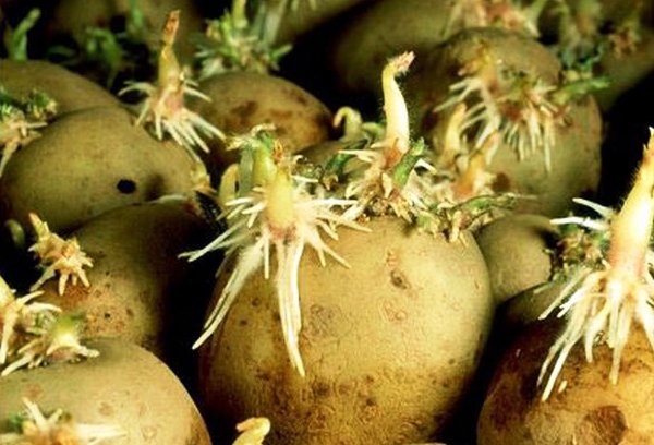 Rules for planting potatoes with eyes with photos and videos