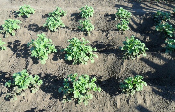 Rules for planting potatoes with eyes with photos and videos