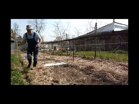 Rules for planting potatoes with eyes with photos and videos