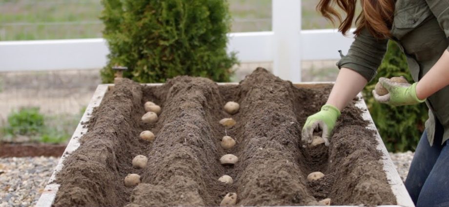 Rules for planting potatoes with eyes with photos and videos