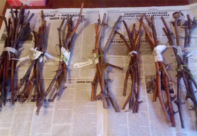 Rules for preserving grape cuttings in winter