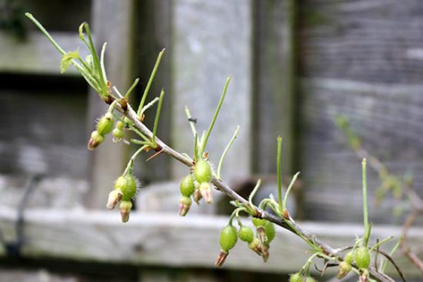 Rules for processing gooseberries from pests - plodovie.ru