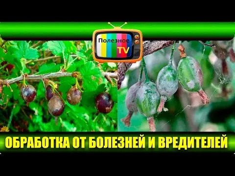 Rules for processing gooseberries from pests - plodovie.ru