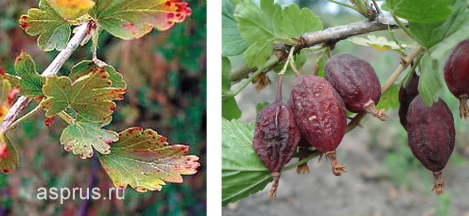 Rules for processing gooseberries from pests &#8211; plodovie.ru