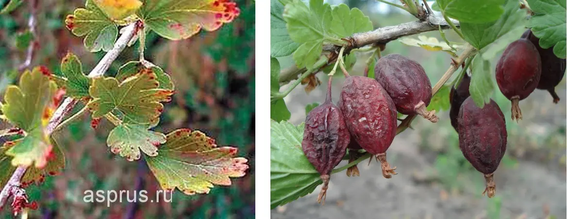 Rules for processing gooseberries from pests &#8211; plodovie.ru