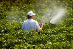 Rules for processing grapes in spring: preparations and equipment