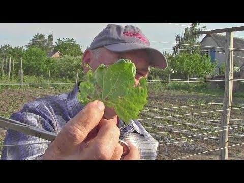 Rules for processing grapes in spring: preparations and equipment