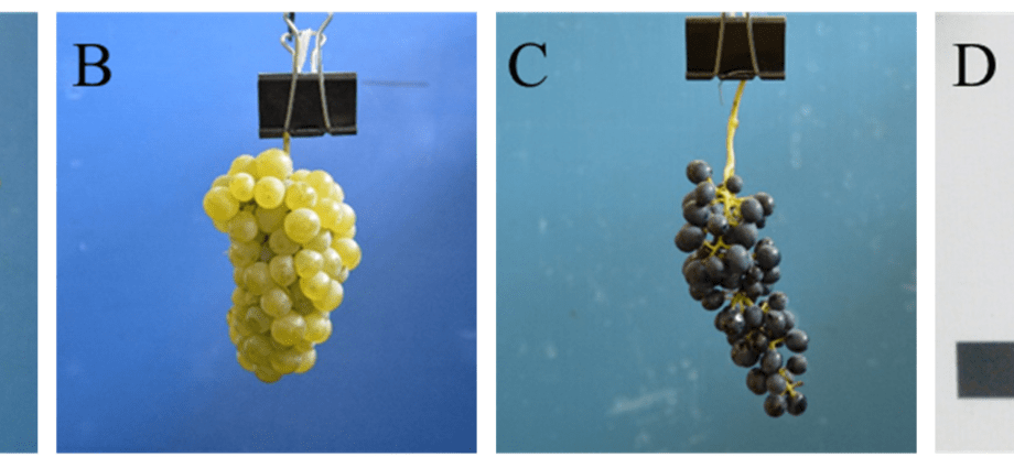 Rules for processing grapes in spring: preparations and equipment