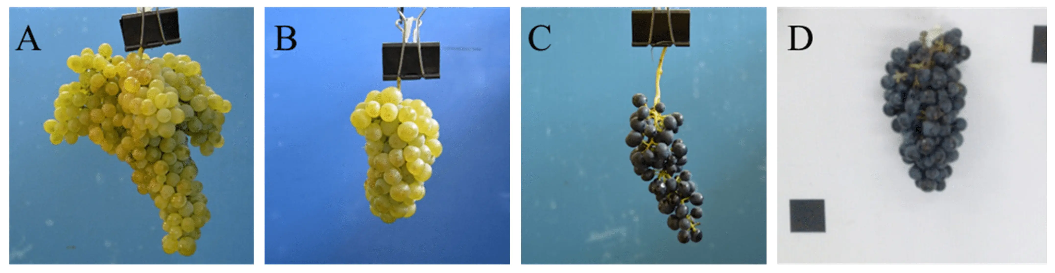 Rules for processing grapes in spring: preparations and equipment